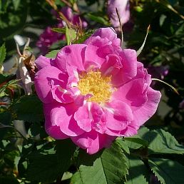 Rosa californica Plena