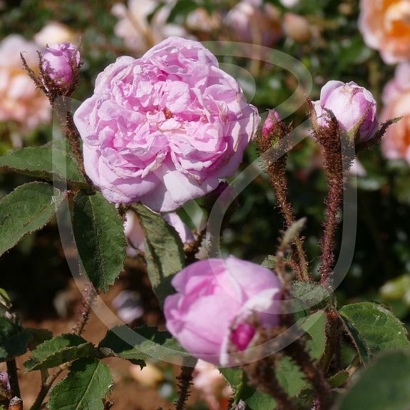 Rosa X centifolia Muscosa