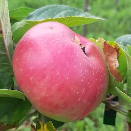 Framboise d'été