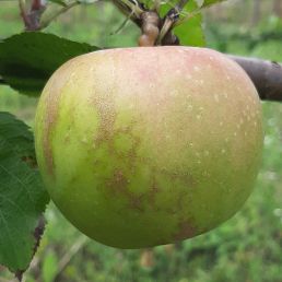 Reinette blanche du Canada