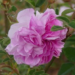 Rosa damascena quatre saisons