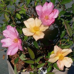 Rosa chinensis Mutabilis