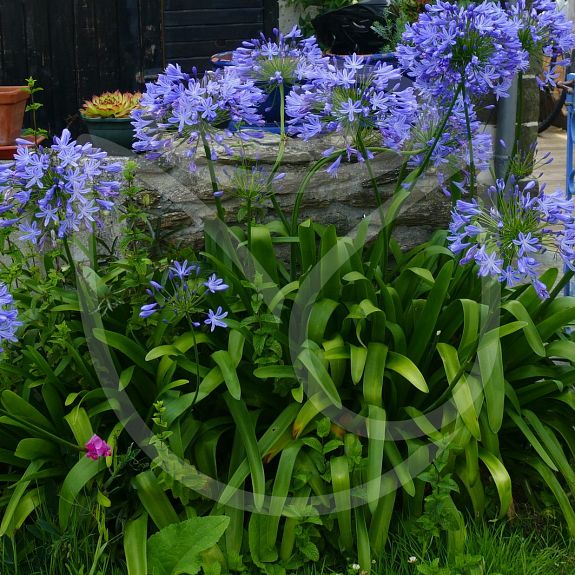 Agapanthus umbellatus