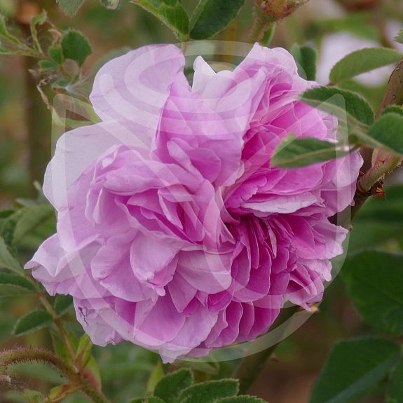 Rosa damascena quatre saisons