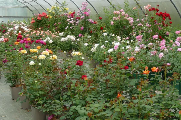 Balade printanière, tout est beau, tout est fleuri !