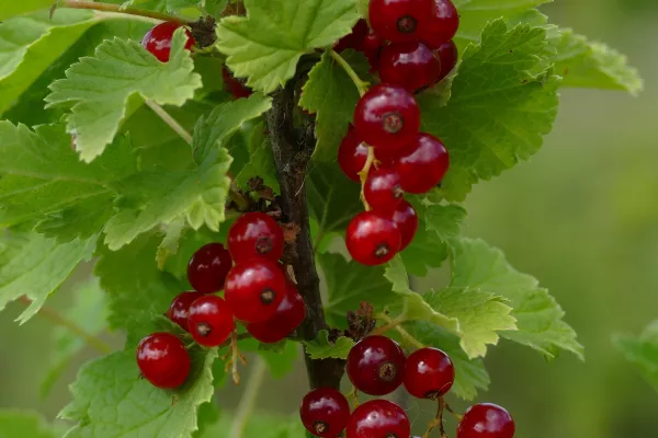 De la fleur à la poire, comment fonctionne la pollinisation des poiriers ?